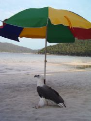 Fishing Eagle seeking shade on the beach. Someone cut his... by Erika Antoniazzo 